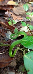 Craspedocephalus macrolepis