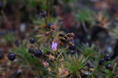 Drosera eremaea