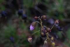 Drosera eremaea