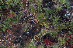 Drosera eremaea