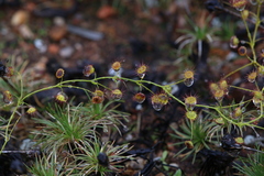 Drosera eremaea