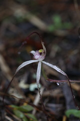 Caladenia dimidia