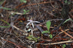 Caladenia dimidia
