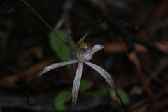 Caladenia dimidia