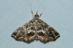 Paracymoriza vagalis