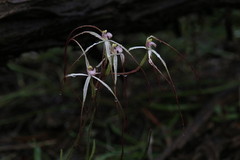 Caladenia dimidia