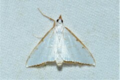 Ramila acciusalis