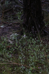 Caladenia dimidia