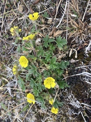 Potentilla hyparctica