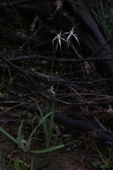 Caladenia dimidia