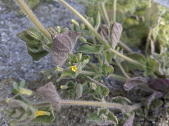 Mimetanthe pilosa