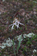 Caladenia dimidia