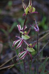 Caladenia roei