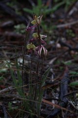 Caladenia roei