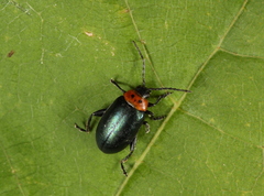 Disonycha triangularis