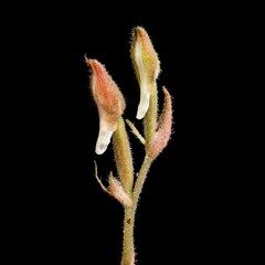 Anoectochilus yatesiae