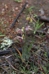 Caladenia roei