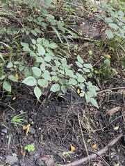 Celtis bungeana