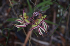 Caladenia roei