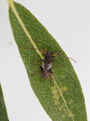 Pogonocherus parvulus