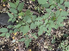 Celtis bungeana