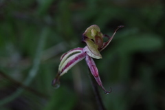 Caladenia roei