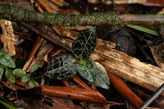 Anoectochilus yatesiae