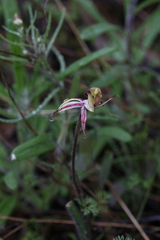 Caladenia roei