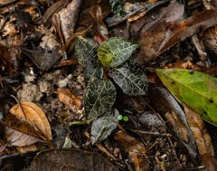 Anoectochilus yatesiae