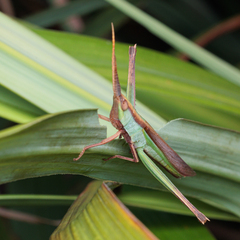 Gelastorhinus rotundatus