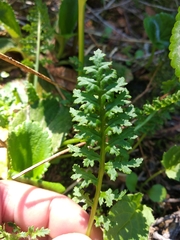 Pedicularis ornithorhynchos