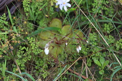 Drosera macrophylla