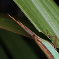 Gelastorhinus rotundatus