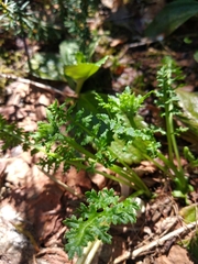 Pedicularis ornithorhynchos