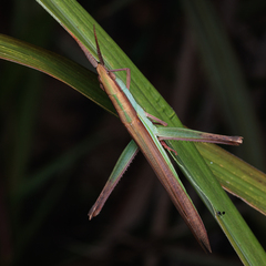 Gelastorhinus rotundatus