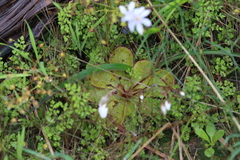 Drosera macrophylla