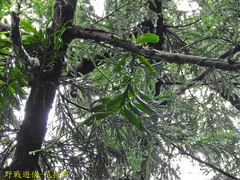 Cleisostoma paniculatum