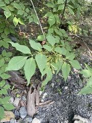 Fraxinus chinensis
