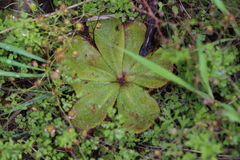 Drosera macrophylla