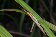 Gelastorhinus rotundatus