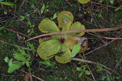 Drosera macrophylla