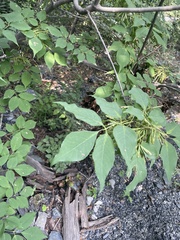 Fraxinus chinensis