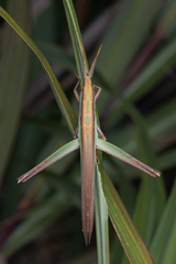 Gelastorhinus rotundatus