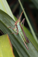 Gelastorhinus rotundatus