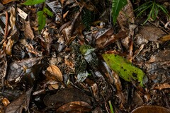 Anoectochilus yatesiae