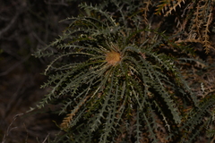 Banksia platycarpa