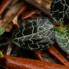 Anoectochilus yatesiae