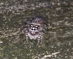 Phidippus mystaceus