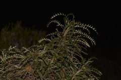 Banksia platycarpa