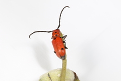 Tetraopes quinquemaculatus